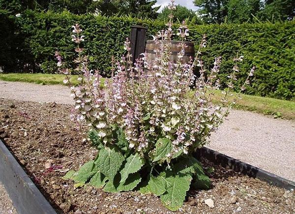 Clary salvia paikan päällä