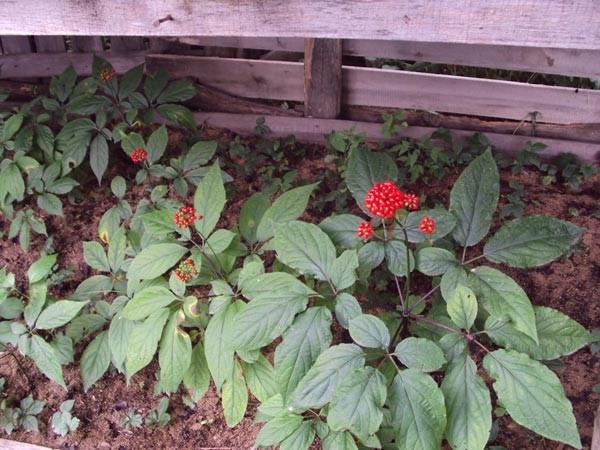 kasvava ginseng puutarhassa