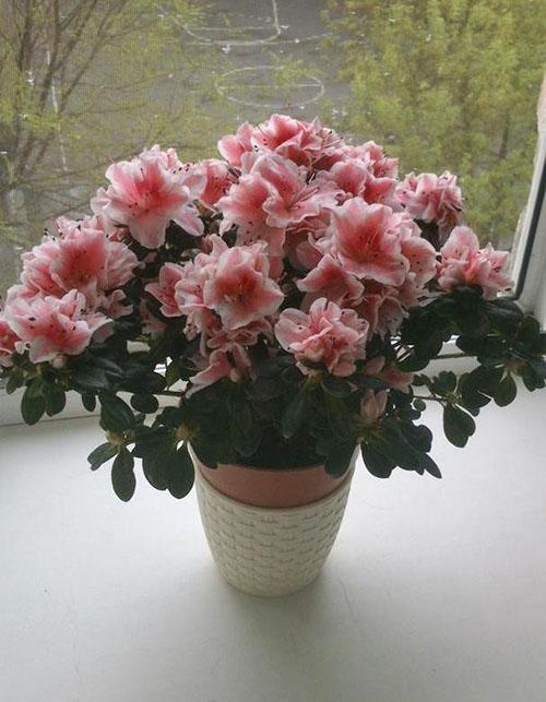 atsalea indica ikkunalaudalla