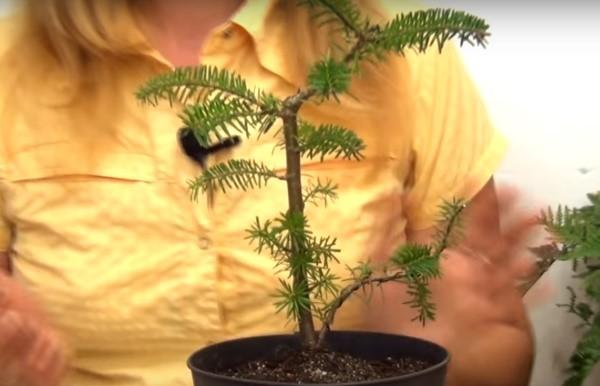 kuusen bonsai