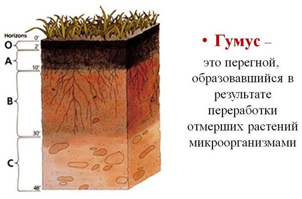 humus agronomiassa