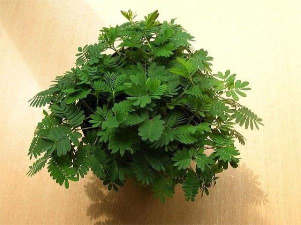 herkkä kauneus mimosa
