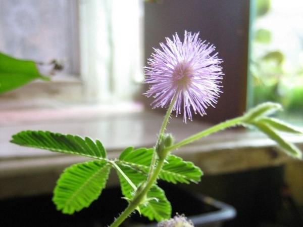 kukkiva mimosa bashful