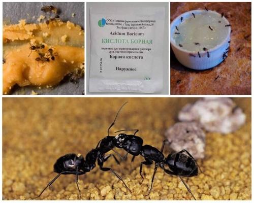 boorihappomyrkky muurahaisille