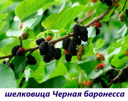 mulperimusta paronitar