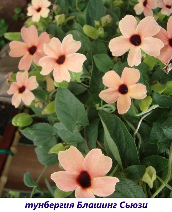 Thunbergia siivekäs Blushing Suzie