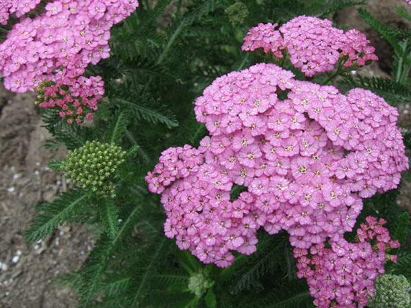 kauniita yarrow-kukintoja