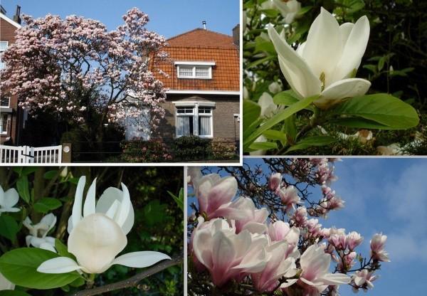 magnolialajit