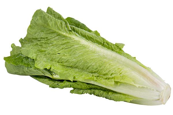 kasvava romanisalaatti