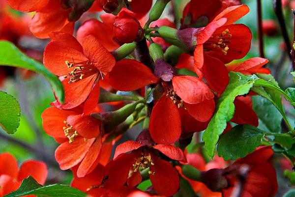 chaenomeles kukkii
