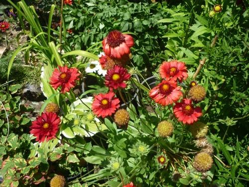 Gaillardian pensas