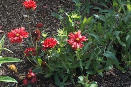 Gaillardia puutarhassa