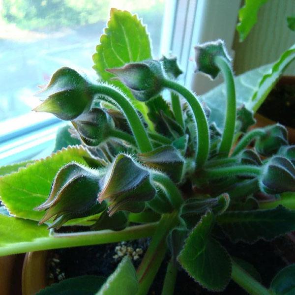gloxinia Yesenia-silmut