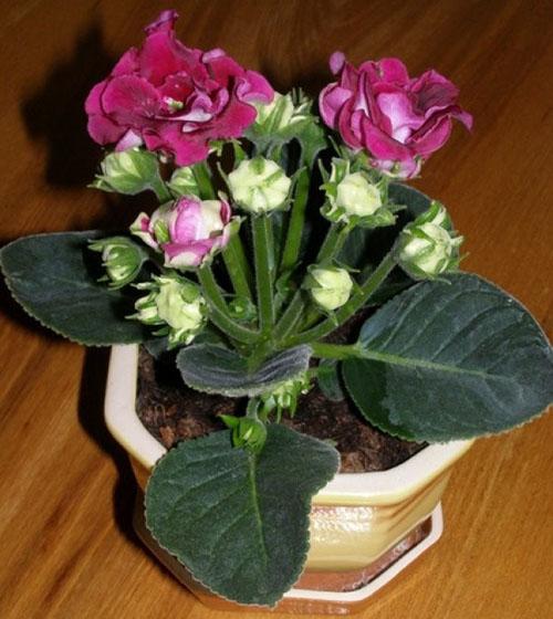 kukkakimppu kukkia gloxinia
