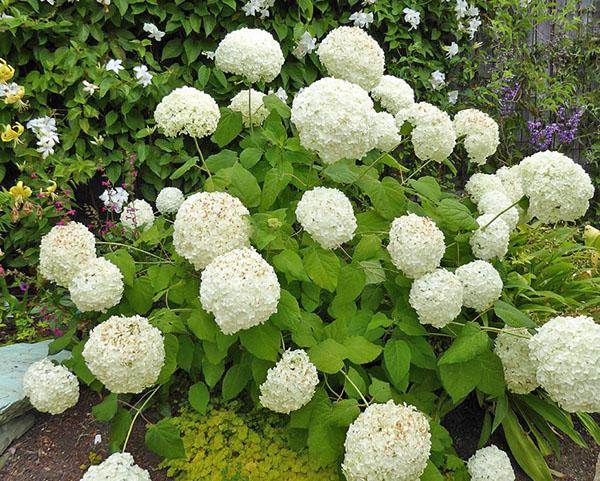 puun hydrangea kukkii