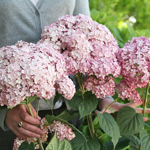 Hortensia Makea Annabelle