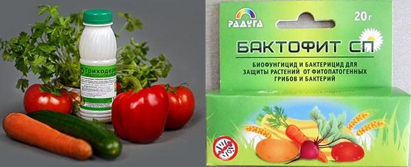 biologiset valmisteet fytoftoraa vastaan