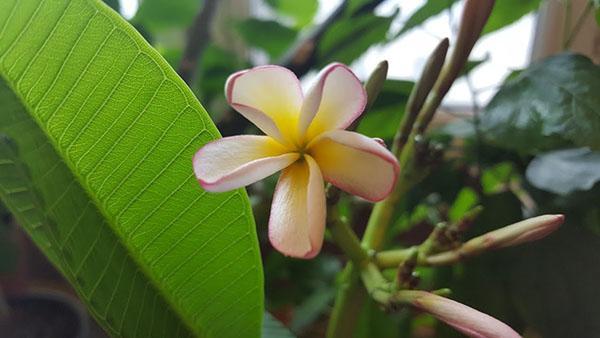tarjous plumeria