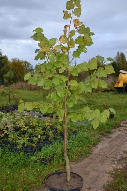 milloin istuttaa linden