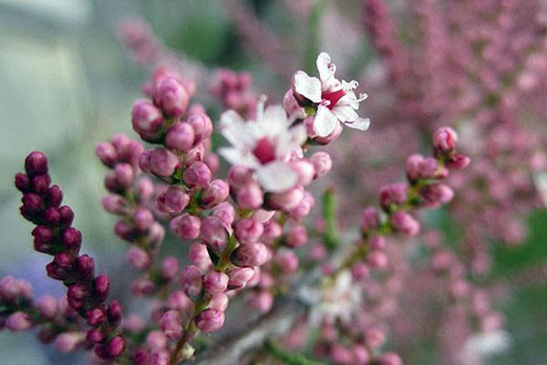 tamarix kukkii