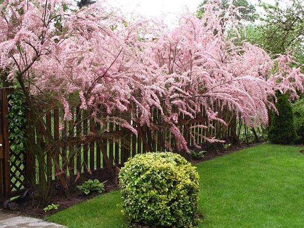 tamarix pitkin aitaa