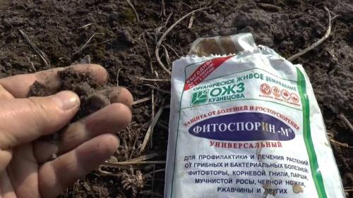 fytosporiini myöhäisrokotuksesta