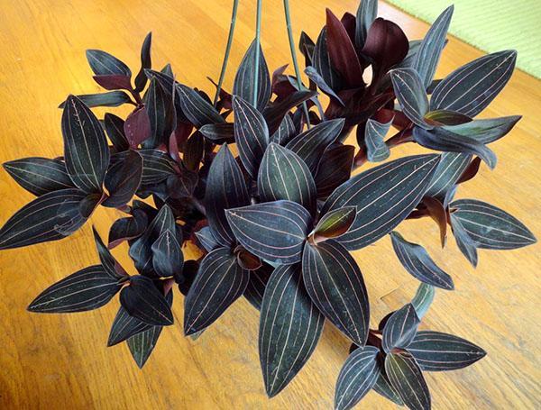 orkidea ludisia kotihoito