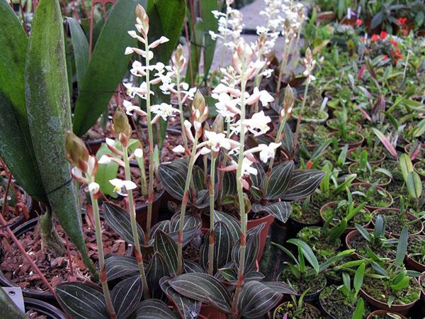 ludisia kukkii