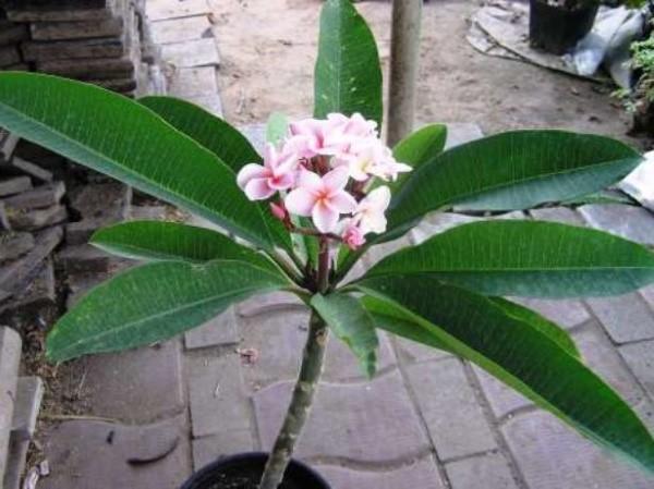 plumeria siemenistä kotona