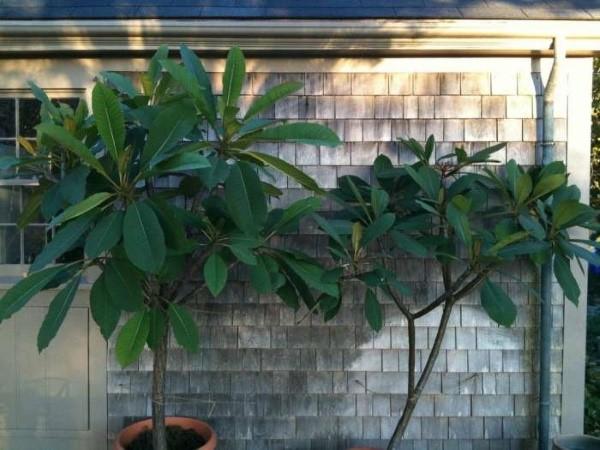 ruukutettu plumeria