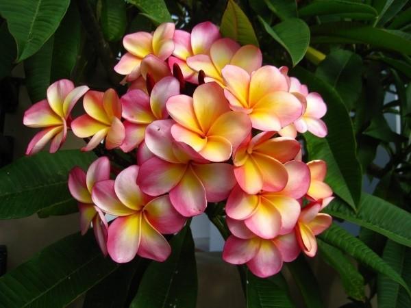 kukkiva plumeria