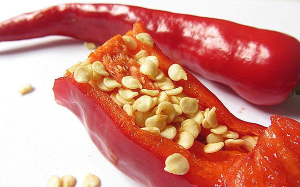kuuma chili