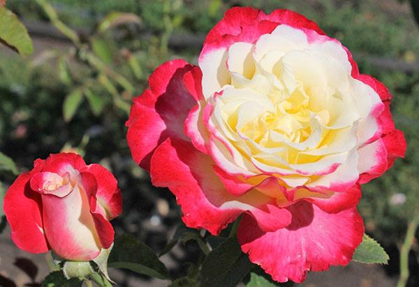 hybridiruusu Double Delight