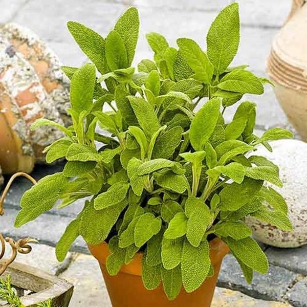 Salvia officinalis kasvaa taimet