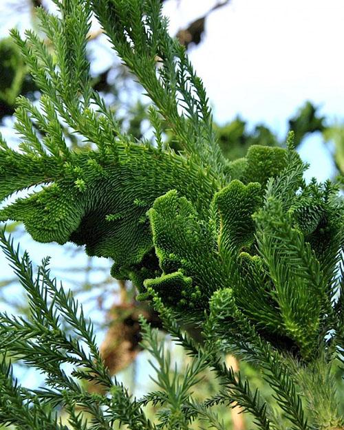 Japanilainen kryptomeria Cristata