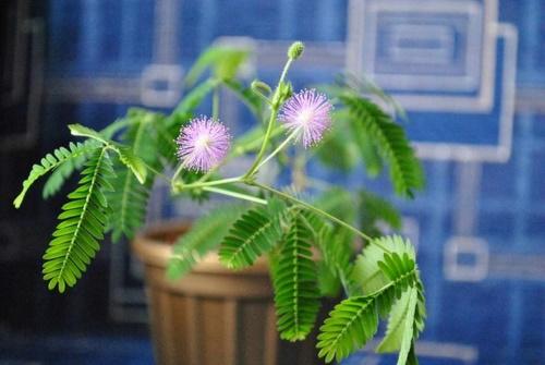 mimosa bashful