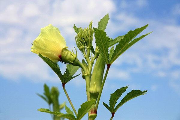 okra kukkii
