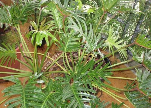 philodendron-tyylikkyys