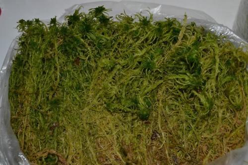 miten sphagnum-sammal varastoidaan