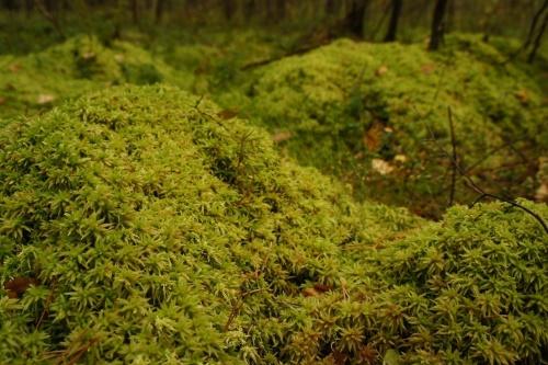 sphagnum luonnossa