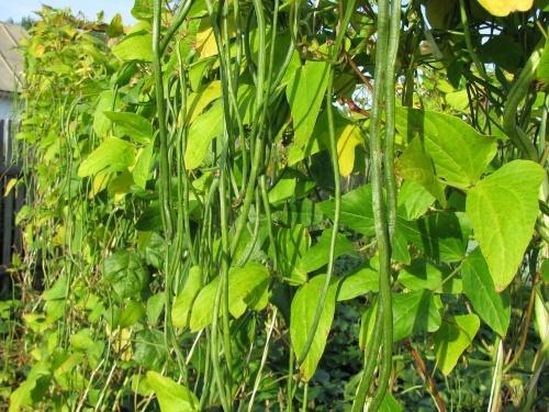 kuinka kasvattaa vihannes cowpea