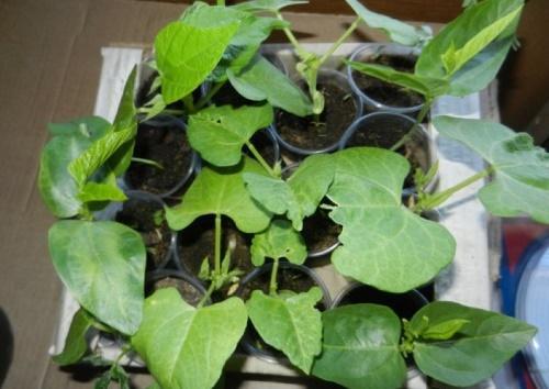 cowpea-taimi