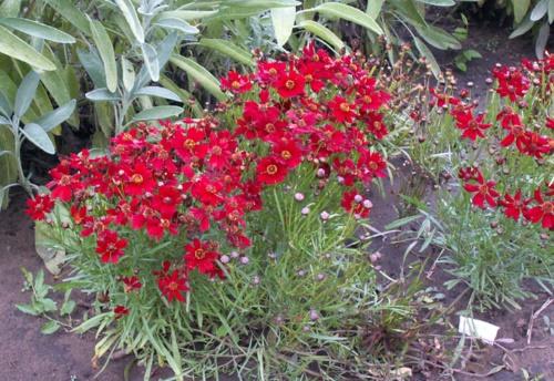 coreopsis puutarhassa