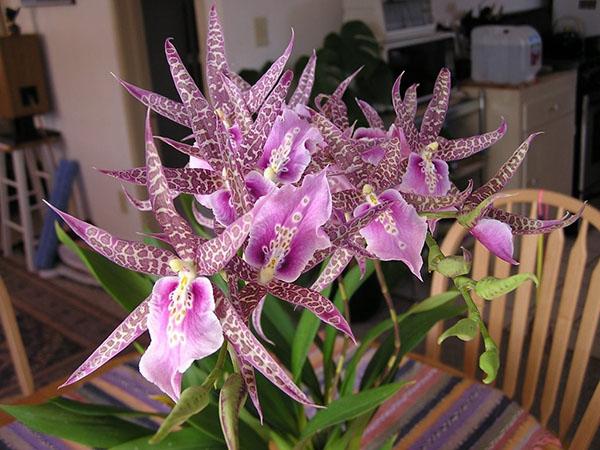 miltassia kotona