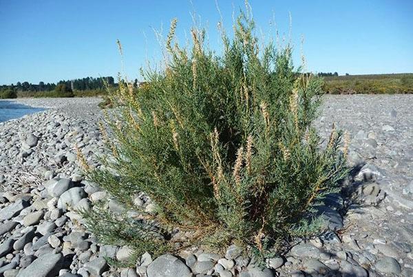 myrikaria luonnossa
