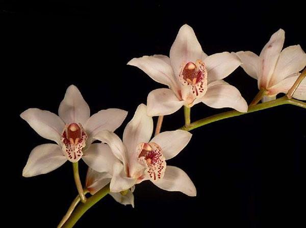 Cymbidium orkidea näkyvä