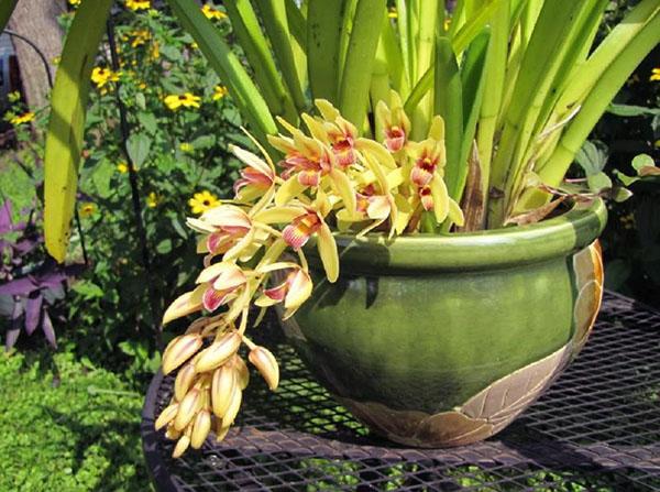 Aloe-lehden cymbidium