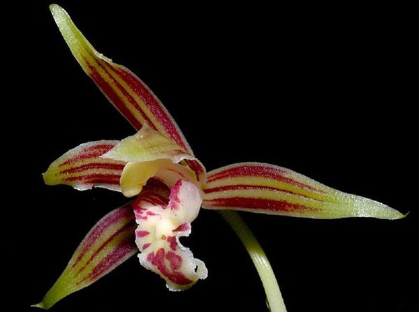 Miekkalehtinen cymbidium