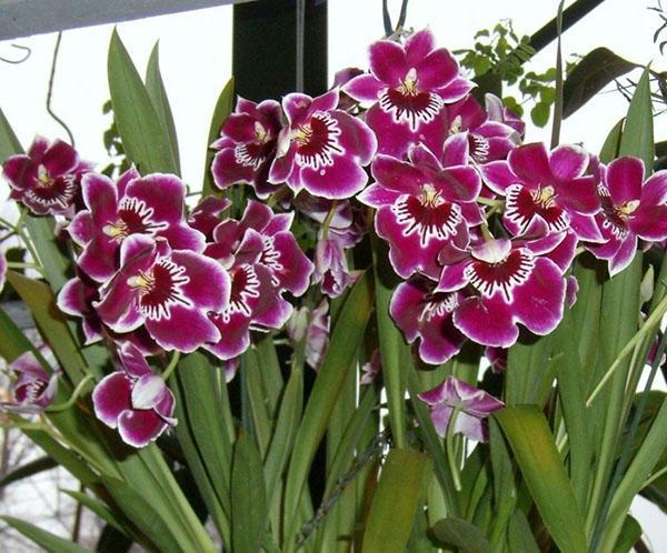 miltonia-orkidea