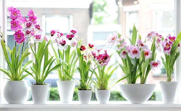 Miltonia-hoito